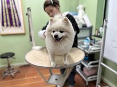 -鑫艺宠物美容培训学校