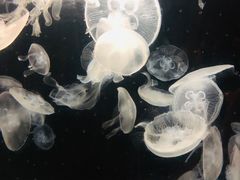 -鹿儿岛水族馆