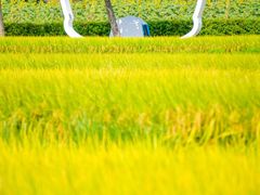 -光明小镇欢乐田园