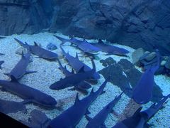 -烟台海昌鲸鲨海洋公园