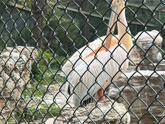 -石家庄市动物园