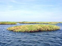 -湖南东洞庭湖国家级自然保护区