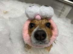 -Oh My Dog宠物沙龙(伊珊娜皮毛护理店)