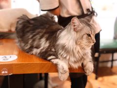 -猫小院猫主题餐厅(三里屯店)