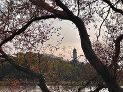 -江心屿景区