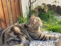 -喵屿·大理花园猫咖