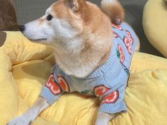 -逗柴咖啡屋·狗咖猫咖宠物桌游