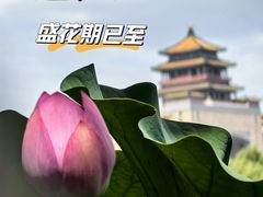 -莲花池公园