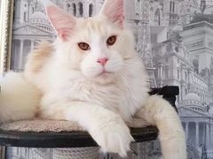 -十年猫舍·猫咪专门店(普陀店)