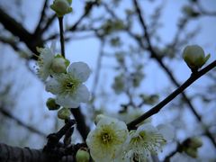 -香雪海