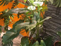 -泰古龙抓龙筋·spa按摩(静安店)