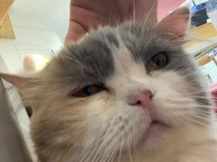 -喵园·猫主题咖啡厅·撸猫·猫咖(国贸店)