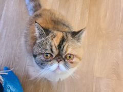 -滚猫咖啡·猫咖·猫友好撸猫(未来城店)