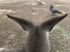 -费瑟代尔野生动物园