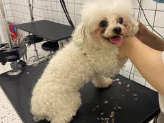 -BABIT巴比特宠物(MOMOPARK店)