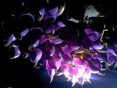 -上海大自然野生昆虫馆(东方明珠·爬宠昆虫探索中心)