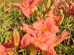 -汉长安城未央宫国家考古遗址公园