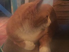 -Sirena海妖日咖夜酒