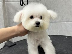 -芭比堂动物医院·24小时·眼科中心(深圳中心)