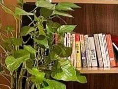 -德瑞姆心理咨询旗舰店