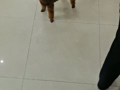 -瑞鹏·疫苗·绝育·宠物医院(金沙洲店)