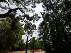 -上海共青森林公园