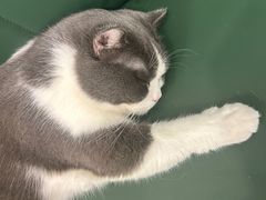 -安格丽娜·狗咖·猫咖羊驼咖(春熙路百盛商场店)