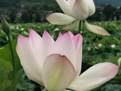 -古田会议纪念馆
