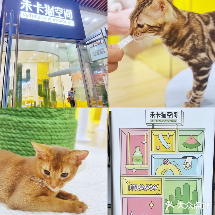上海探店🐱打卡利路修同款撸猫圣地‼️