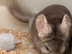 -龙猫仔乐园(惠福东路店)