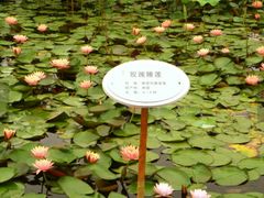 -微山湖红荷湿地景区