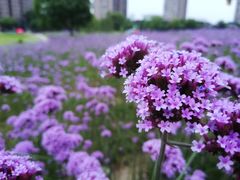 -杭州城北体育公园