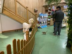 -藦茜花园宠物主题亲子互动体验馆(国顺东路店)