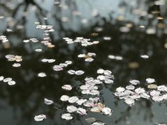 -南汇桃花村