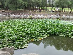 -高尔山公园