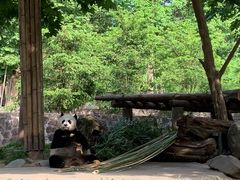 -都江堰中华大熊猫苑