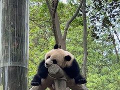 -都江堰中华大熊猫苑