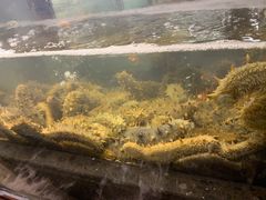 -甄御•海鲜新青岛菜(麦岛店)