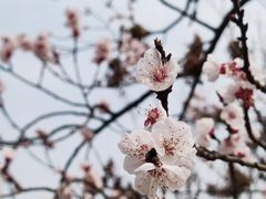 -国际非物质文化遗产博览园