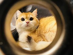 -猫十亿·布偶金渐层·曼基康矮脚猫舍(青年路店)