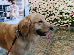 -百好乐宠物友好餐厅(朝外大街店)