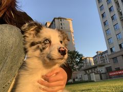 -宠福鑫康馨动物医院·骨科·眼科