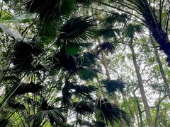 -南宁良凤江国家森林公园