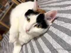 -纳吉亚猫专科动物医院博雅分院