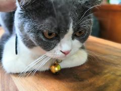 -李小姐の猫咖啡馆(五角场店)