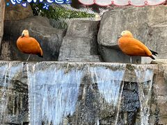 -上海野生动物园