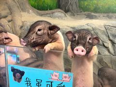 -正佳雨林生态植物园