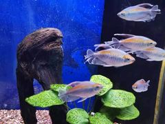 -沙沙哗啦海洋馆(华宇百花谷店)