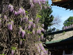 -北京国子监胡同