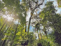 -云南屏边大围山国家公园